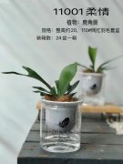 組盆-11001柔情
